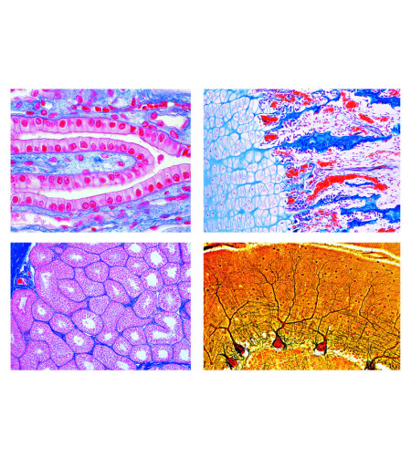 LIEDER Histology of Mammalia 2400, elementaarkomplekt, 25 mikroskoobi slaidi