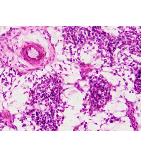 Bresser Prepared Slides: Histology