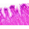 Bresser Prepared Slides: Histology