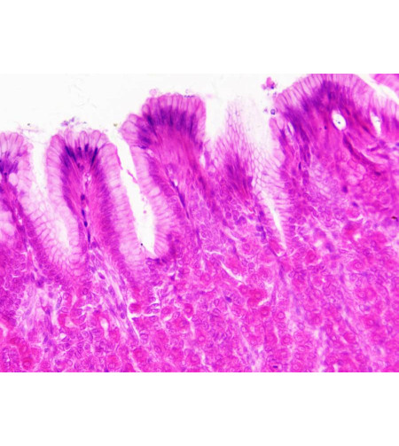 Bresser Prepared Slides: Histology