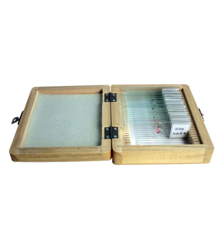 Prepared slide set, 20 slides in a wooden box, Omegon