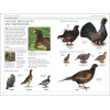 Birds of Britain and Europe: The Definitive Photographic Field Guide, HUME ROB