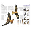 Birds of Britain and Europe: The Definitive Photographic Field Guide, HUME ROB