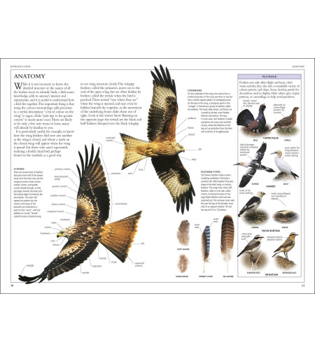 Birds of Britain and Europe: The Definitive Photographic Field Guide, HUME ROB