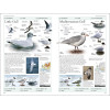 Birds of Britain and Europe: The Definitive Photographic Field Guide, HUME ROB