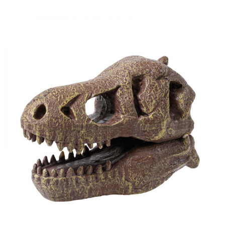 Dinosaur skull - Tyrannosaurus, Buki