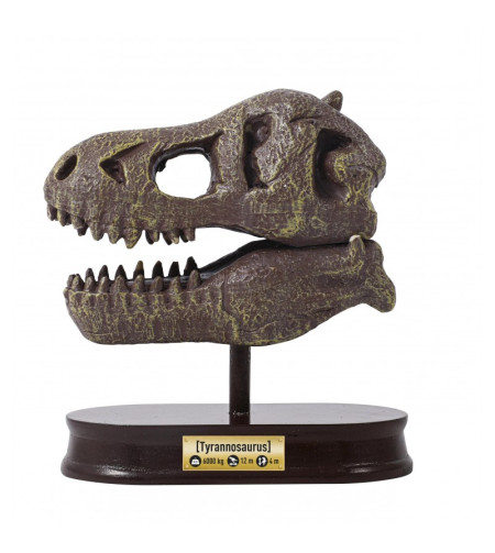 Dinosaur skull - Tyrannosaurus, Buki