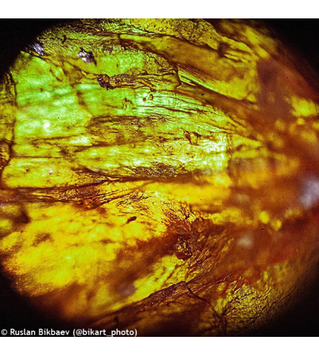 Microscope Levenhuk Rainbow 50L PLUS Lime 64x–1280x with experimental kit K50