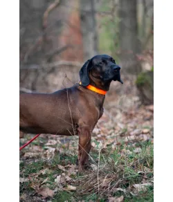 AVERY Standard Collar - Blaze Orange - Large