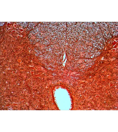 Levenhuk N20 NG Prepared Slides Set  Biology and Physiology