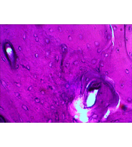 Levenhuk N20 NG Prepared Slides Set  Biology and Physiology