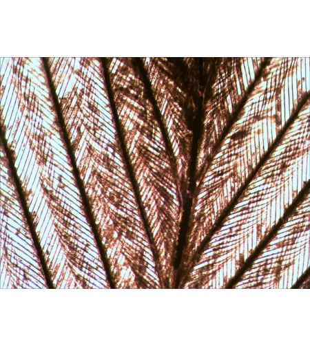 Levenhuk N10 NG Prepared Slides Set