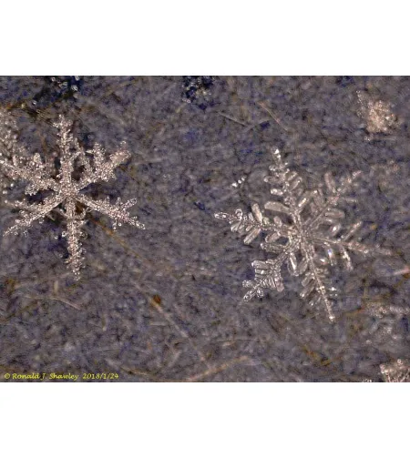 Levenhuk DTX 500 LCD Digital Microscope