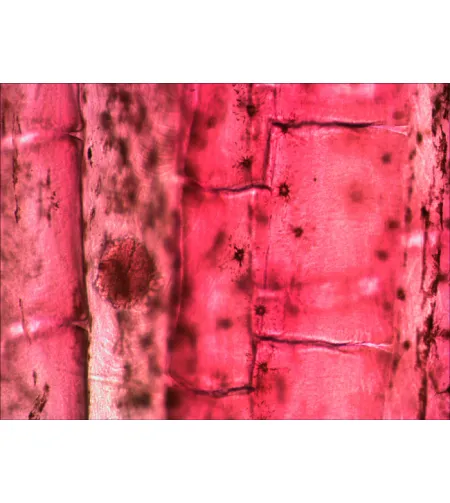 Levenhuk N80 NG "See it all" Slides Set