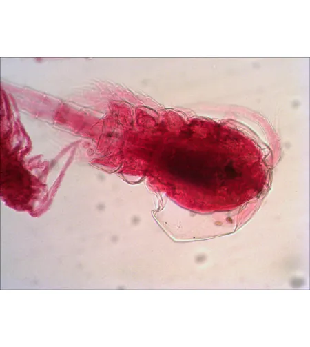 Levenhuk N80 NG "See it all" Slides Set