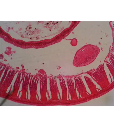 Levenhuk N80 NG "See it all" Slides Set