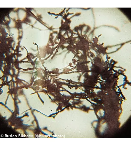 Mikroskops ar Eksperimentālo Komplektu K50 Levenhuk Rainbow 50L PLUS Laima krāsā 64x - 128