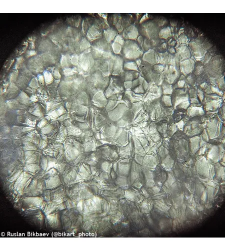 Mikroskops ar Eksperimentālo Komplektu K50 Levenhuk Rainbow 50L PLUS Laima krāsā 64x - 128