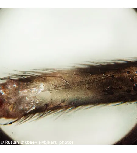 Mikroskops ar Eksperimentālo Komplektu K50 Levenhuk Rainbow 50L PLUS Laima krāsā 64x - 128