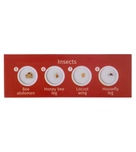 Paruoštas skaidrių rinkinys Levenhuk LabZZ CP24 Būtybės ir augalai