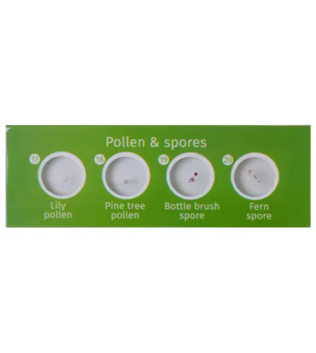 Paruoštas skaidrių rinkinys Levenhuk LabZZ CP24 Būtybės ir augalai