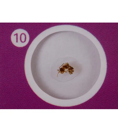 Paruoštas skaidrių rinkinys Levenhuk LabZZ CP24 Būtybės ir augalai