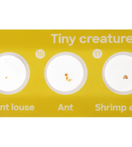 Discovery Flora & Fauna 24 Sagatavoti mikroskopa priekšmetst