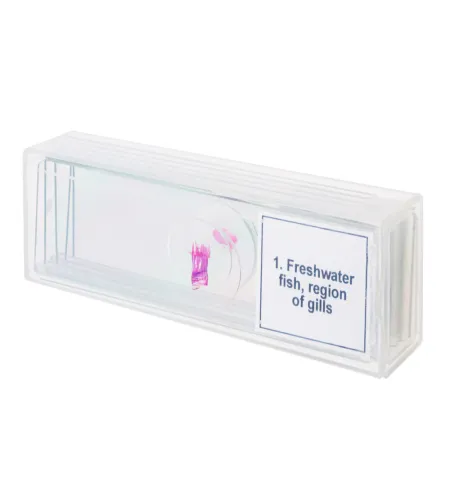 Набор микропрепаратов Discovery Prof DPS 5. «Амфибия»