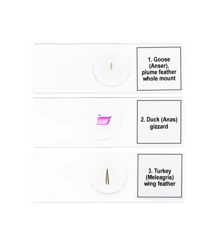 Discovery Prof Specimens DPS 5. &ldquo;Birds&rdquo;