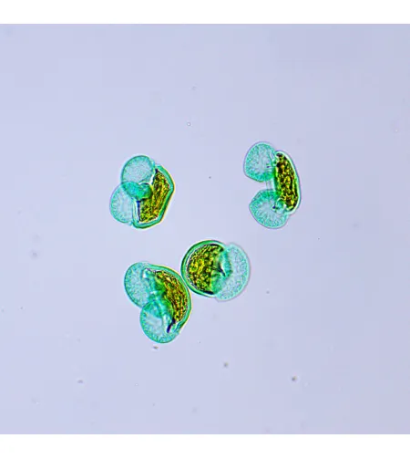 MAGUS Bio 250BL Biological Microscope