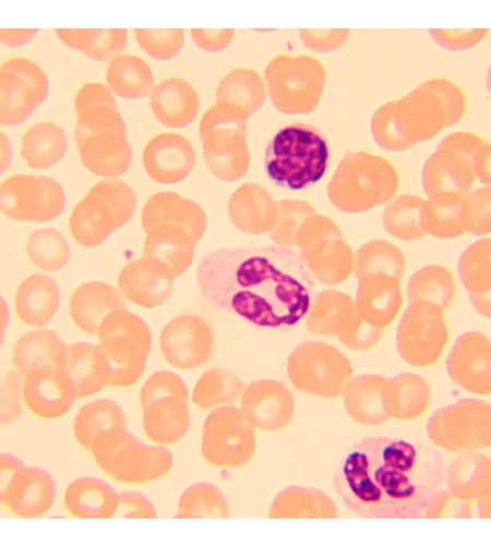 MAGUS Bio 250T Biological Microscope