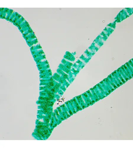 MAGUS Bio 250T Biological Microscope