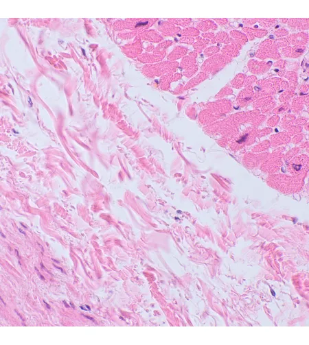 MAGUS Bio 250TL Biological Microscope