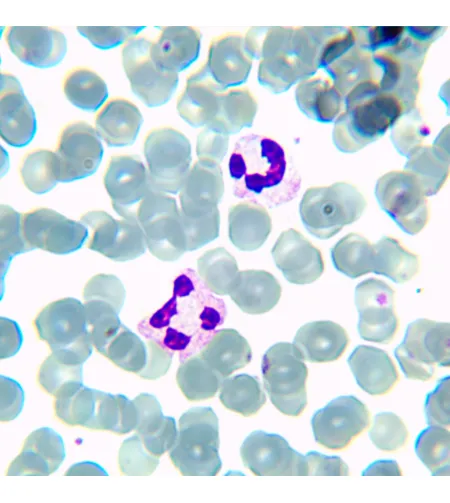 MAGUS Bio 230BL Biological Microscope