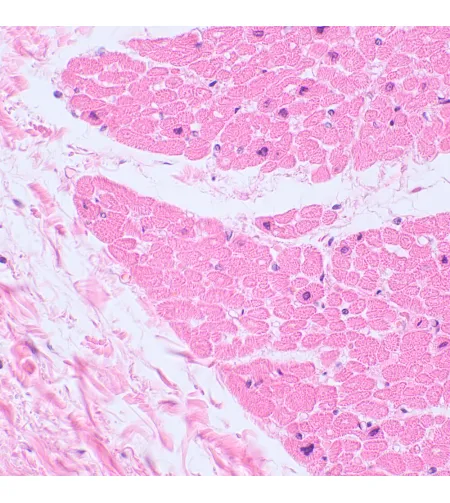 MAGUS Bio 230TL Biological Microscope