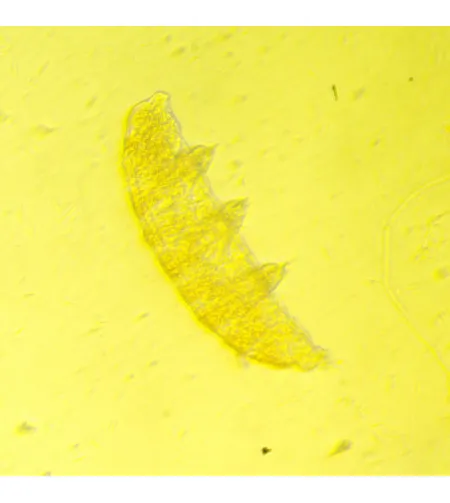 Инвертированный биологический микроскоп MAGUS Bio V350