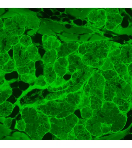 Флуоресцентный инвертированный микроскоп MAGUS Lum V500L