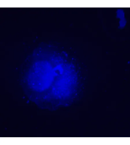 Флуоресцентный инвертированный микроскоп MAGUS Lum V500L