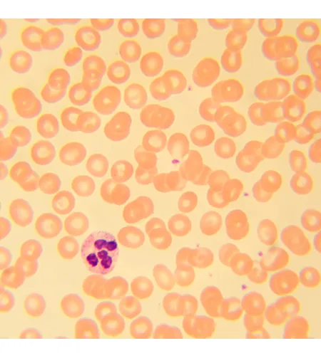 MAGUS Bio D230T Biological Digital Microscope