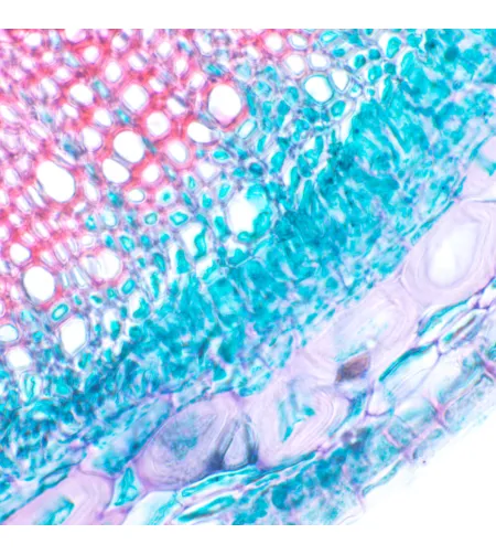 MAGUS Bio D230T LCD Biological Digital Microscope