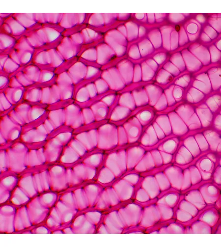 MAGUS Bio D230TL LCD Biological Digital Microscope