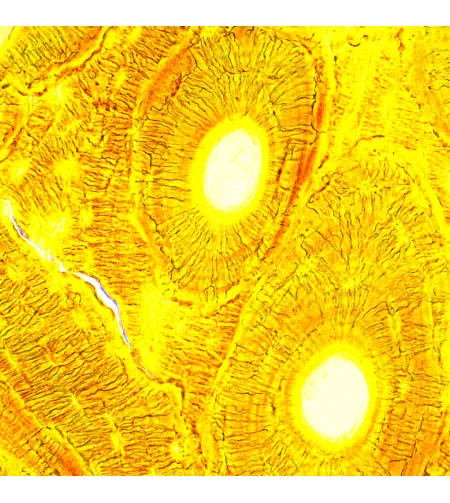 MAGUS Bio D250T LCD biologinis skaitmeninis mikroskopas