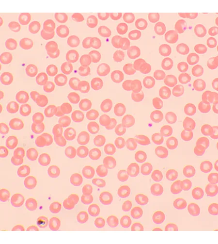 Biologinis skaitmeninis mikroskopas MAGUS Bio D250TL LCD