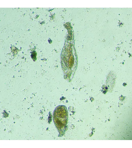 Bioloģiskais apgrieztais digitālais mikroskops MAGUS Bio VD300 ar LCD displejuBioloogiline