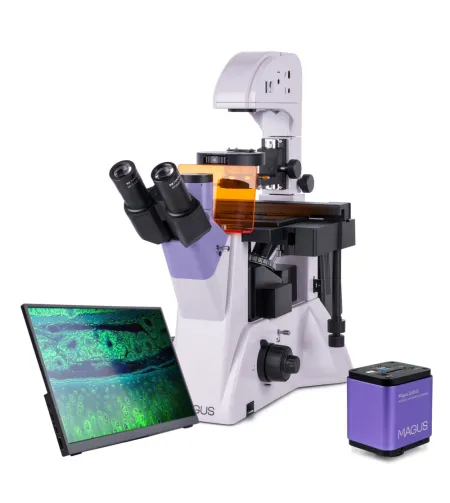 Микроскоп люминесцентный инвертированный цифровой MAGUS Lum VD500 LCD