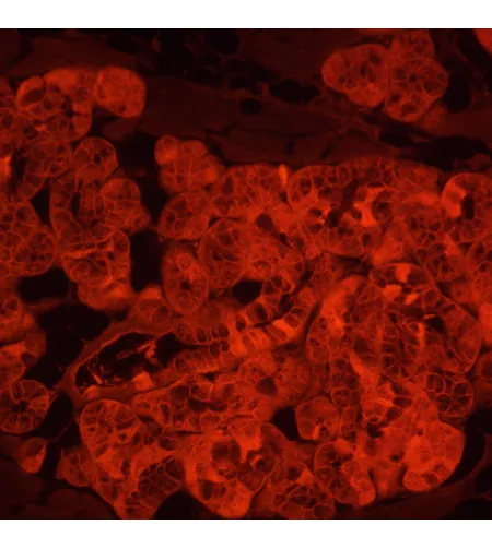 Флуоресцентный инвертированный цифровой микроскоп MAGUS Lum VD500L