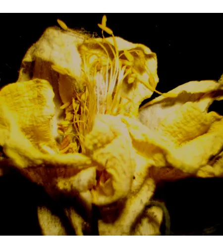 MAGUS Stereo D9T Digital Stereomicroscope