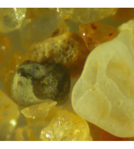 MAGUS Stereo D9T LCD Digital Stereomicroscope