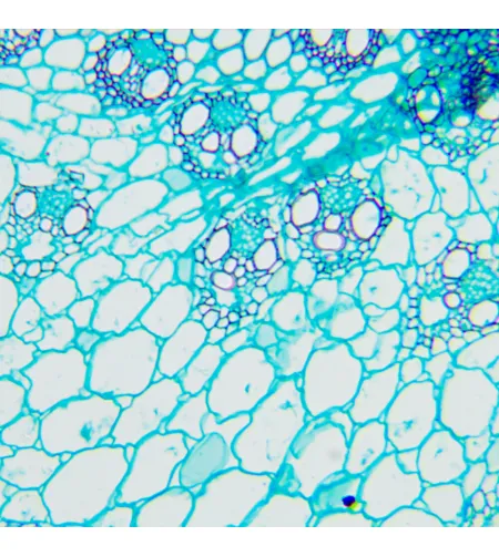 MAGUS Bio 240B Biological Microscope