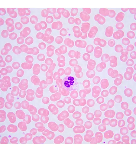 MAGUS Bio 240B Biological Microscope